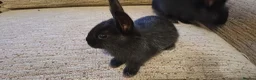 Mixed Breed rabbits for sale: Baby rabbits born 15th June in Scarborough - Advert 2
