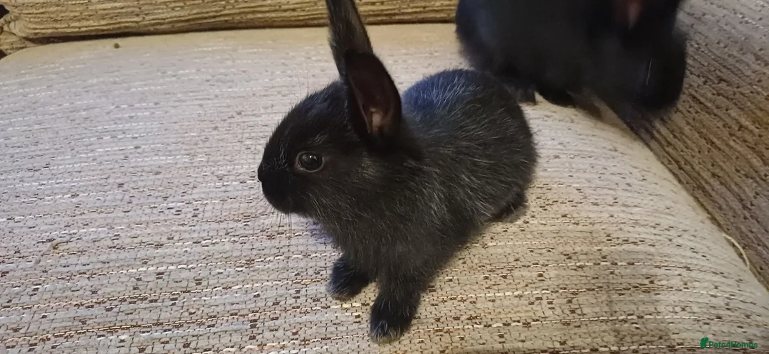 Mixed Breed rabbits for sale: Baby rabbits born 15th June in Scarborough - Advert 2