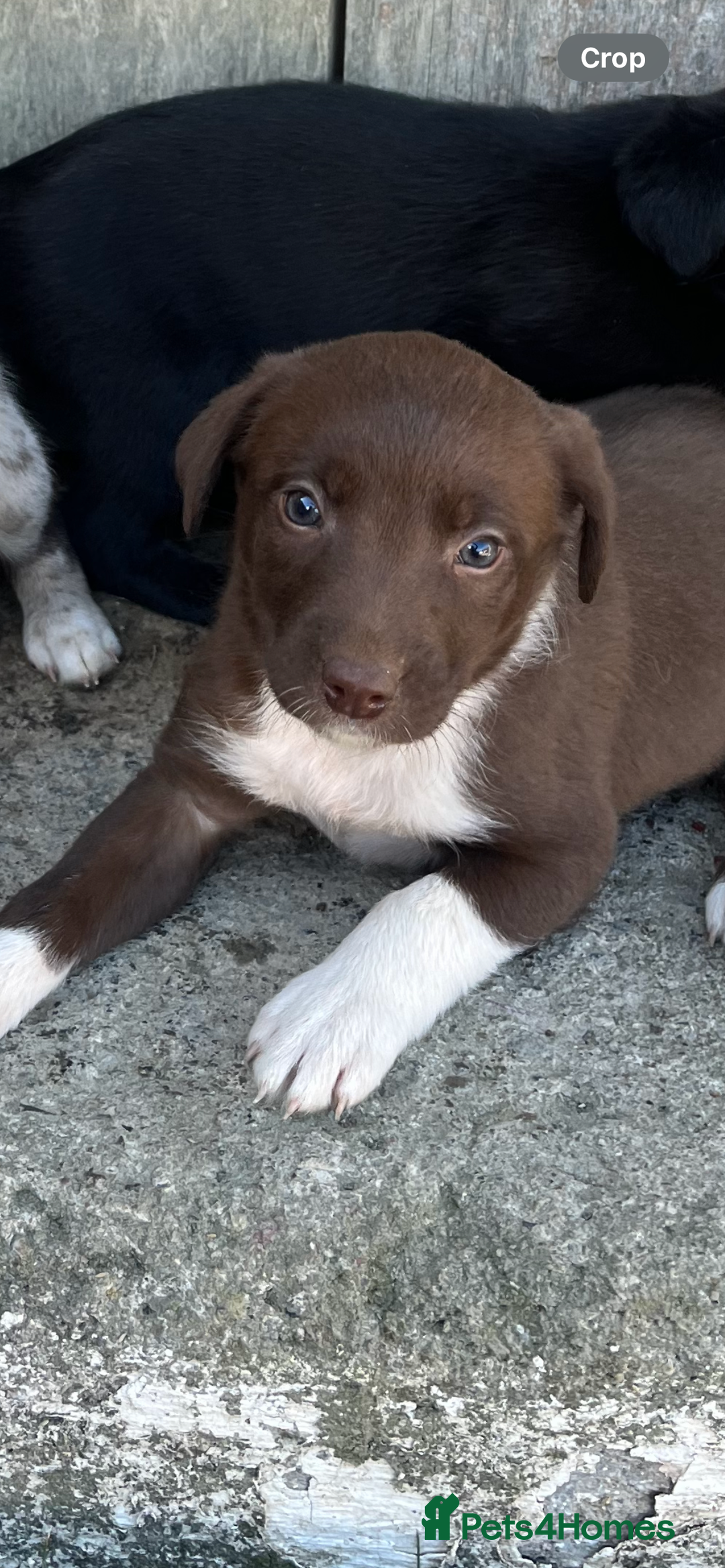 Mixed Breed dogs for sale: Border collie - Image 10
