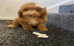 Cavapoo dogs for sale: Red cavapoo Boy and Girl  - Image 7