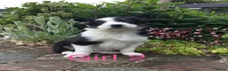Border Collie dogs for sale: 6 Adorable Border Collie Puppies  in Brecon - Advert 4