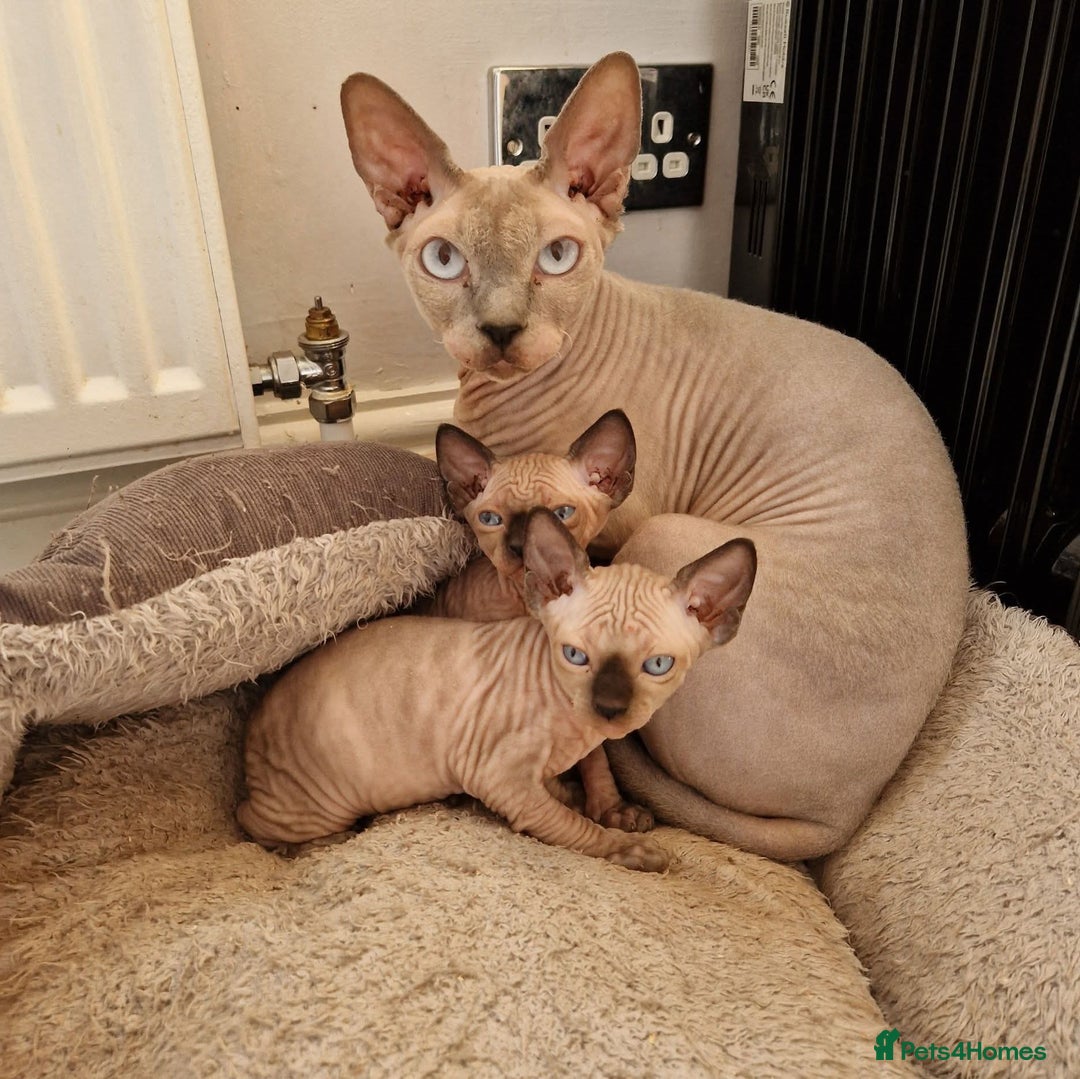 Sphynx cats for sale: Quality canadian sphynx kittens HCM Tica - Image 10