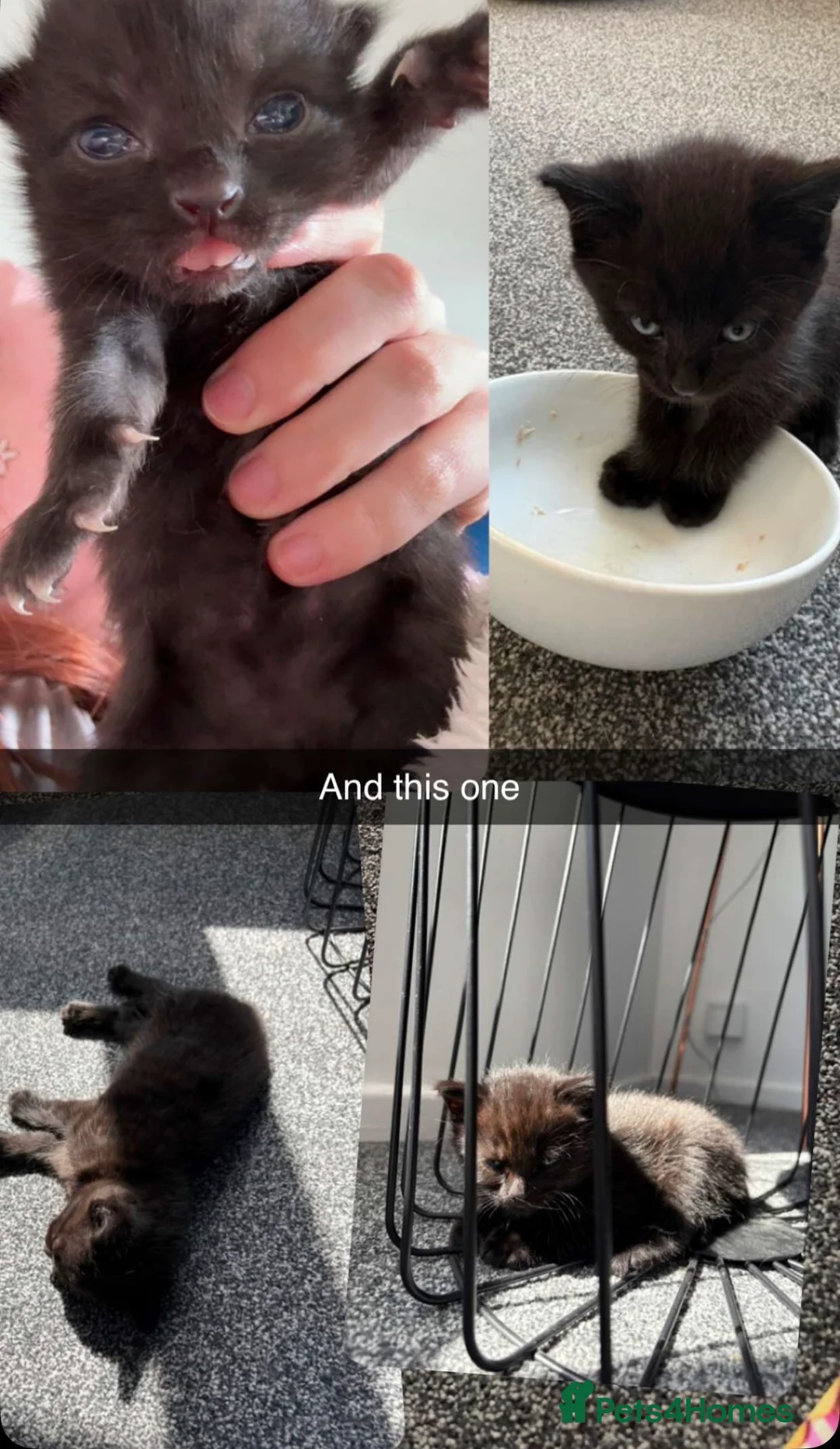 Mixed Breed cats for sale: Kitten in Wakefield - Advert 13