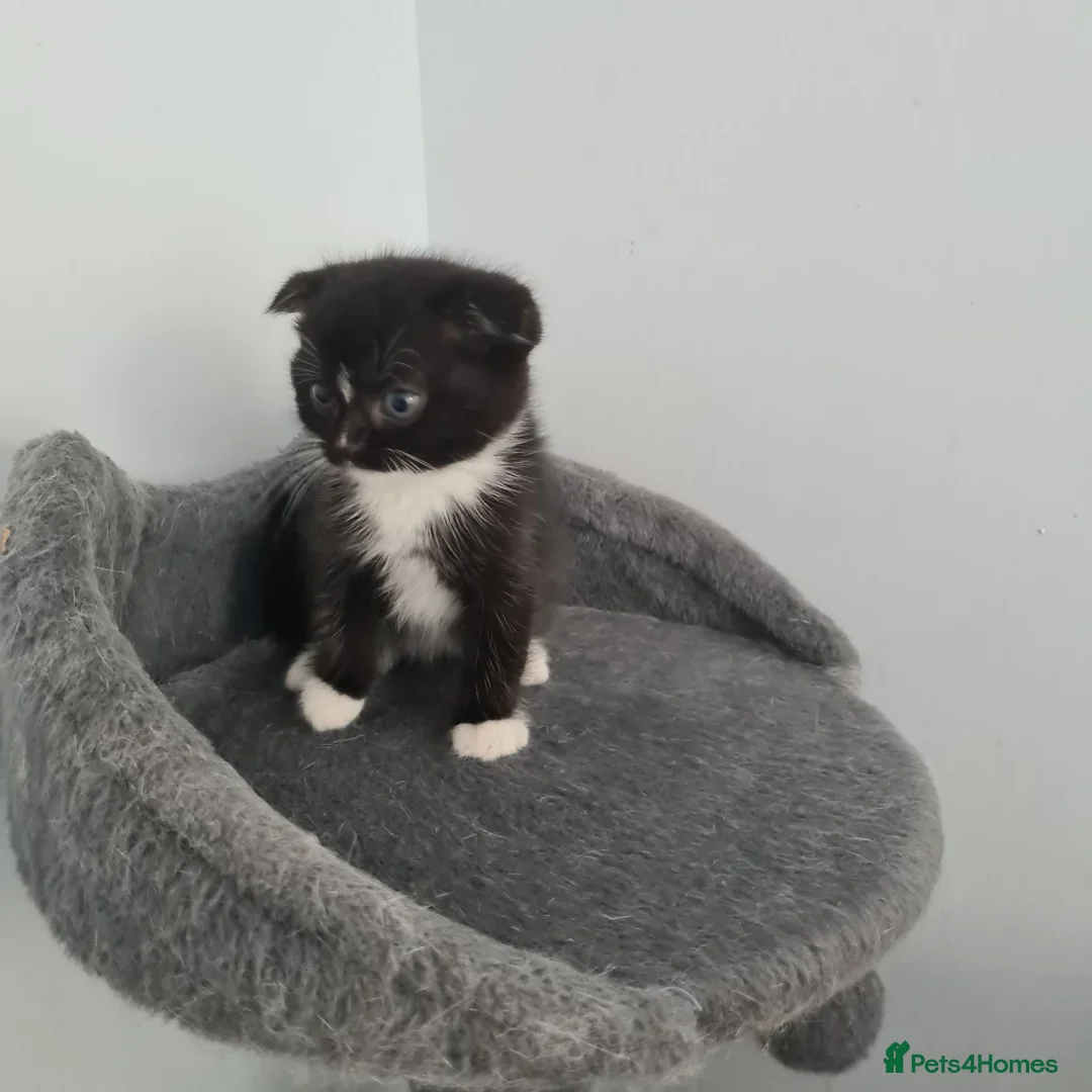 Scottish Fold cats for sale: 8 Scottish fold kittens - Advert 2