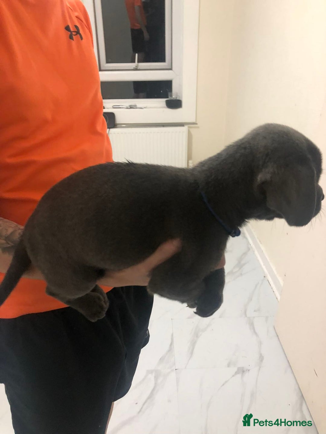 Labrador Retriever dogs for sale: Silver labrador puppys - Image 2