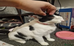 Mixed Breed cats for adoption: Indoor Rescue Lucy  - Advert 4