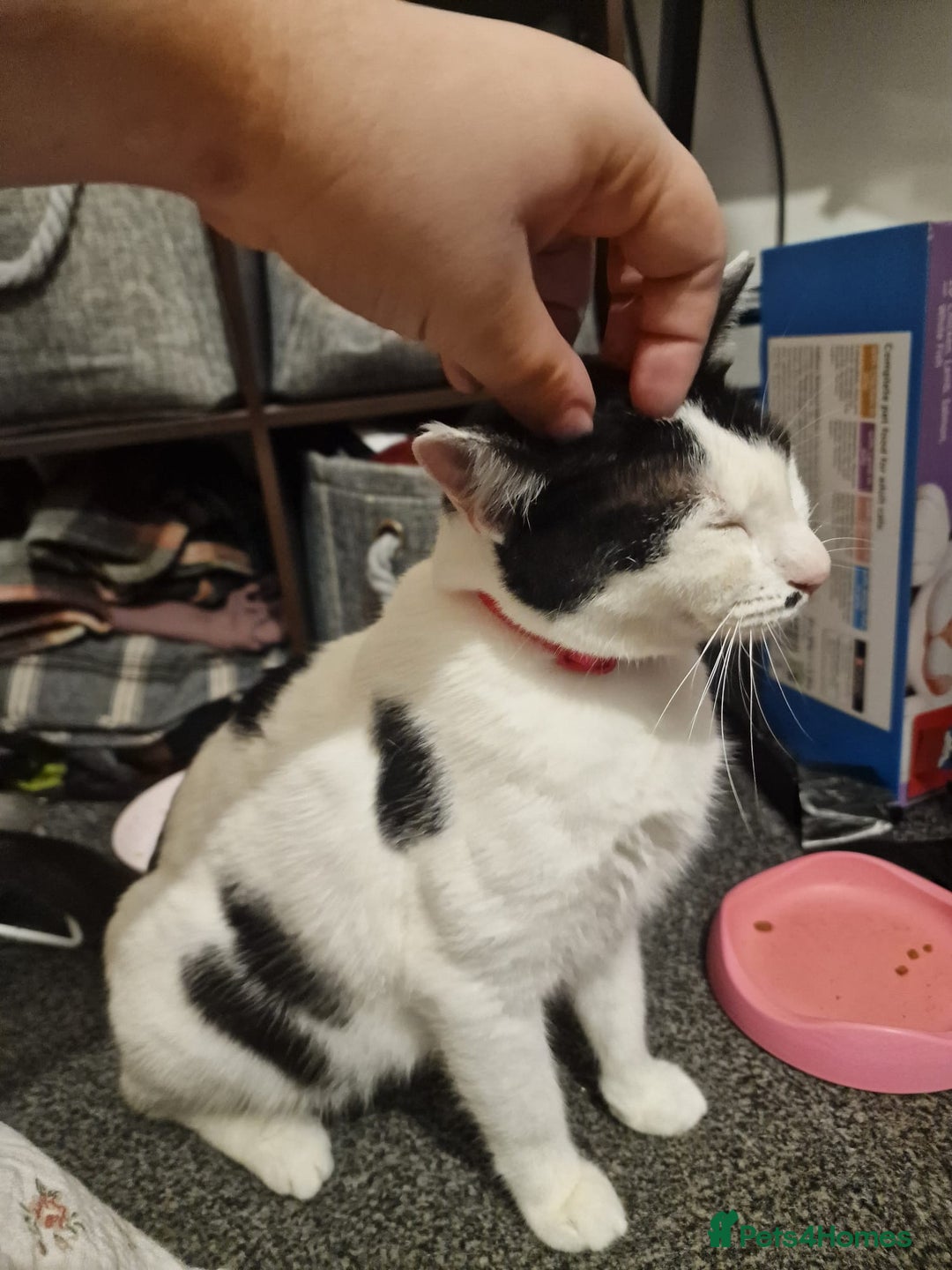 Mixed Breed cats for adoption: Indoor Rescue Lucy  - Advert 4