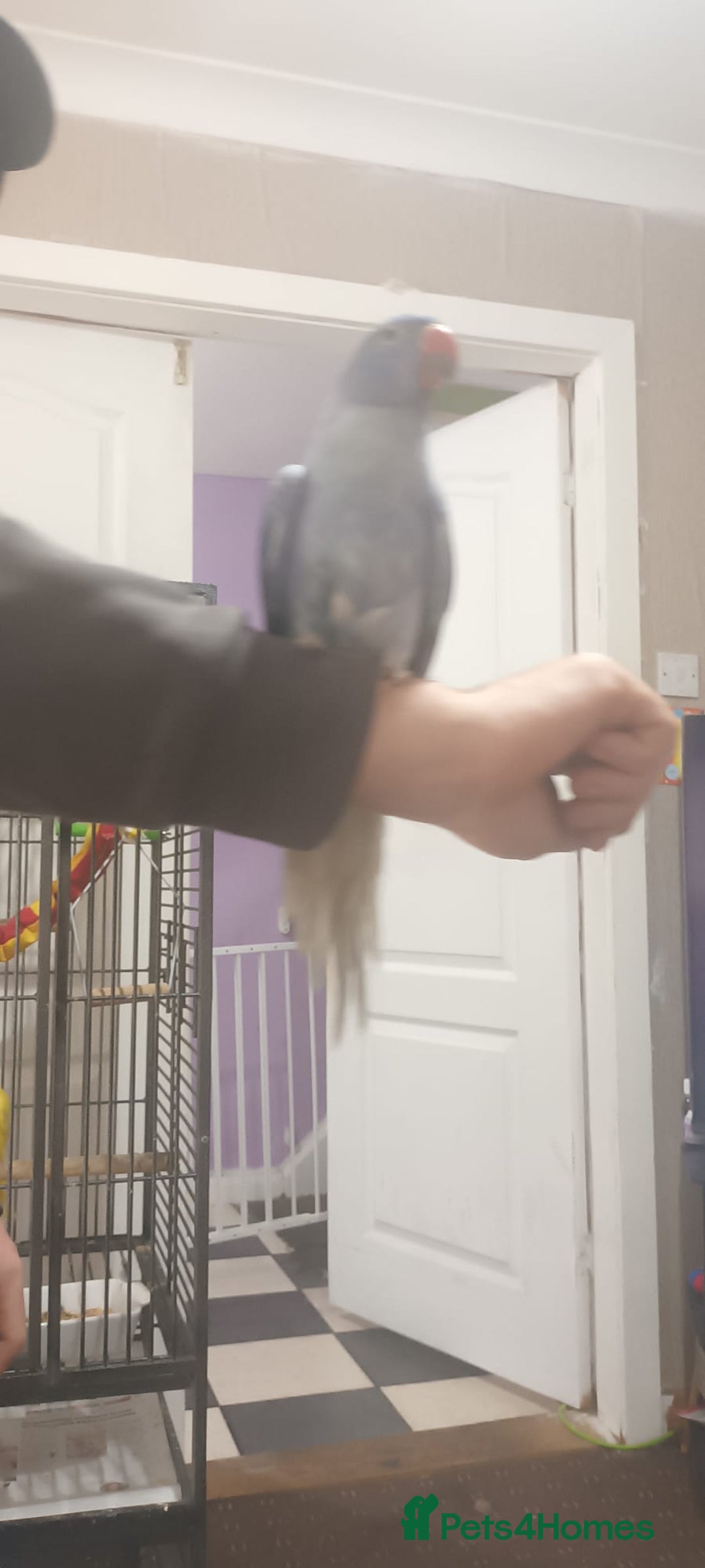 Ringnecks birds for sale: Voilot coloured ringneck for sale  - Image 2