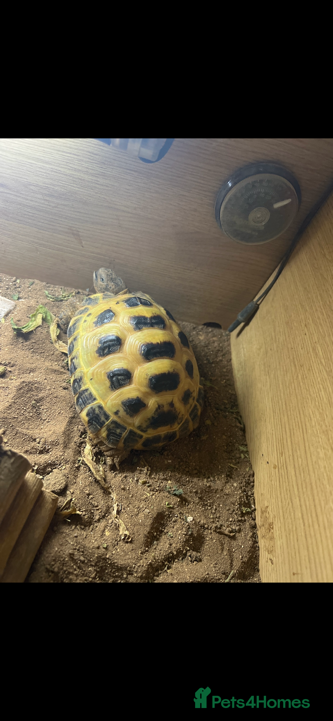 Tortoise reptiles for sale: Horsefield Tortoise  - Advert 1