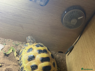Tortoise reptiles Horsefield Tortoise - Advert 1