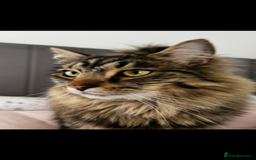 Norwegian Forest Cat cats for sale: Neo - Norwegian Forest cat / Dom long hair - Image 1