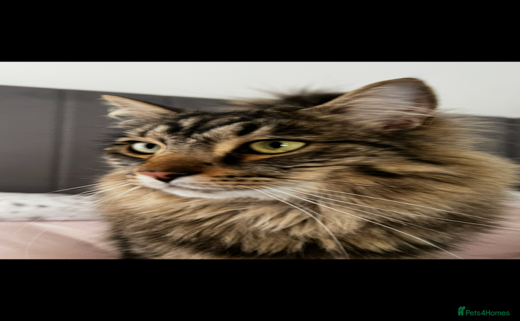 Norwegian Forest Cat cats - Advert 2
