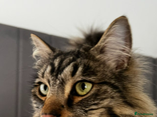 Norwegian Forest Cat cats - Advert 1