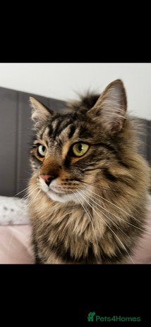 Norwegian Forest Cat cats - Advert 1