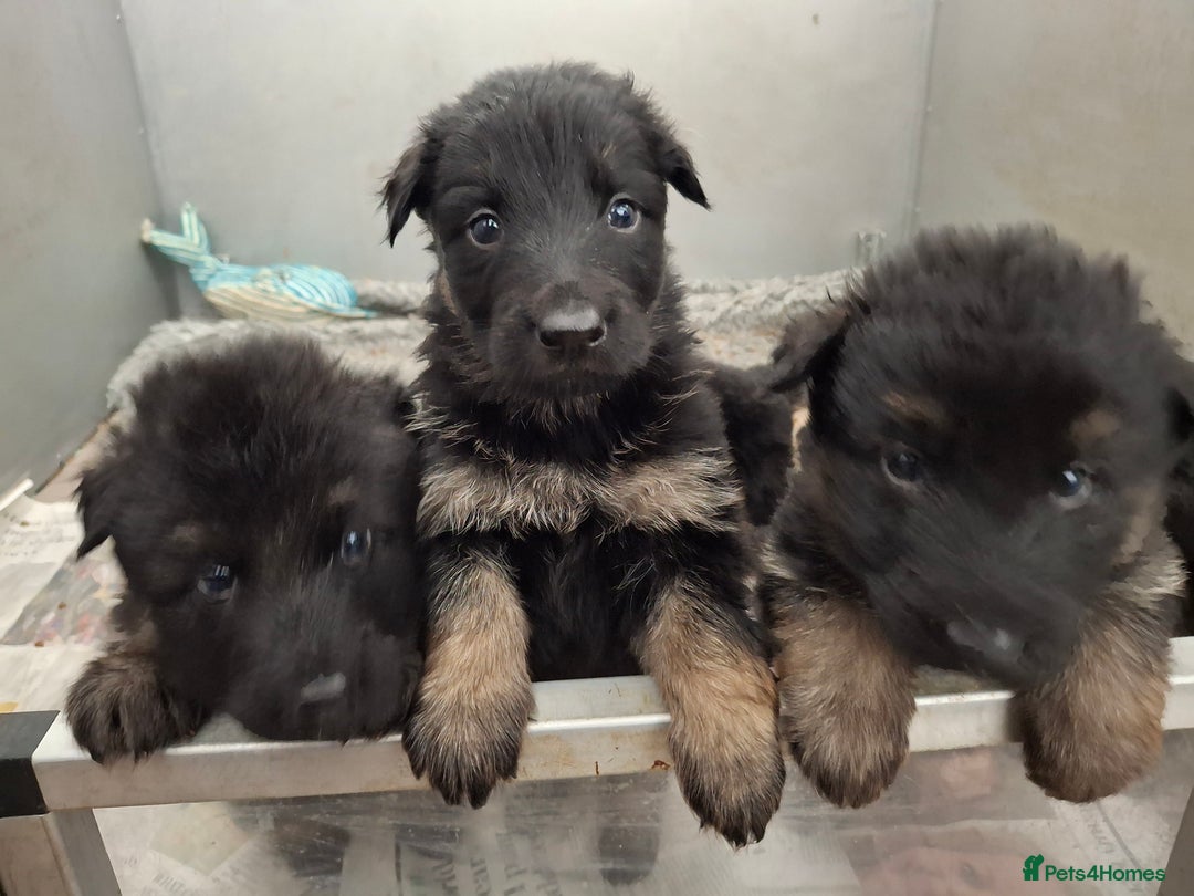 German Shepherd dogs for sale: Kennel Club Straight back GSD - Image 12