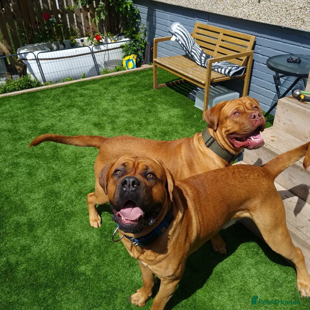 Dogue De Bordeaux dogs for stud: DOGUE DE BORDEUX STUD  in Glasgow - Image 3