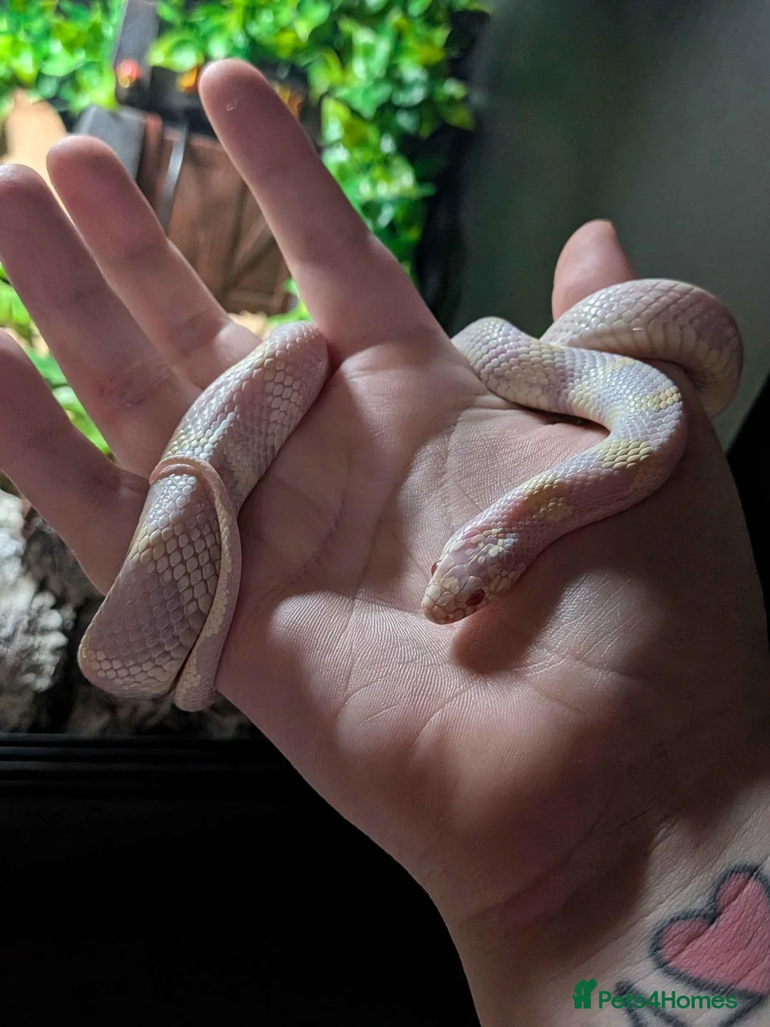 King Snake reptiles for sale: Young Albino Kingsnake REHOME  in Nuneaton - Advert 3