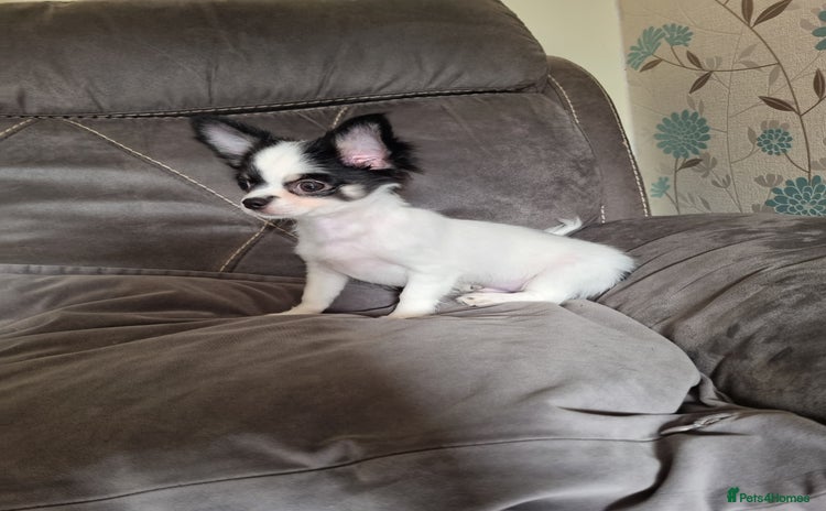 Chihuahua dogs - Advert 3