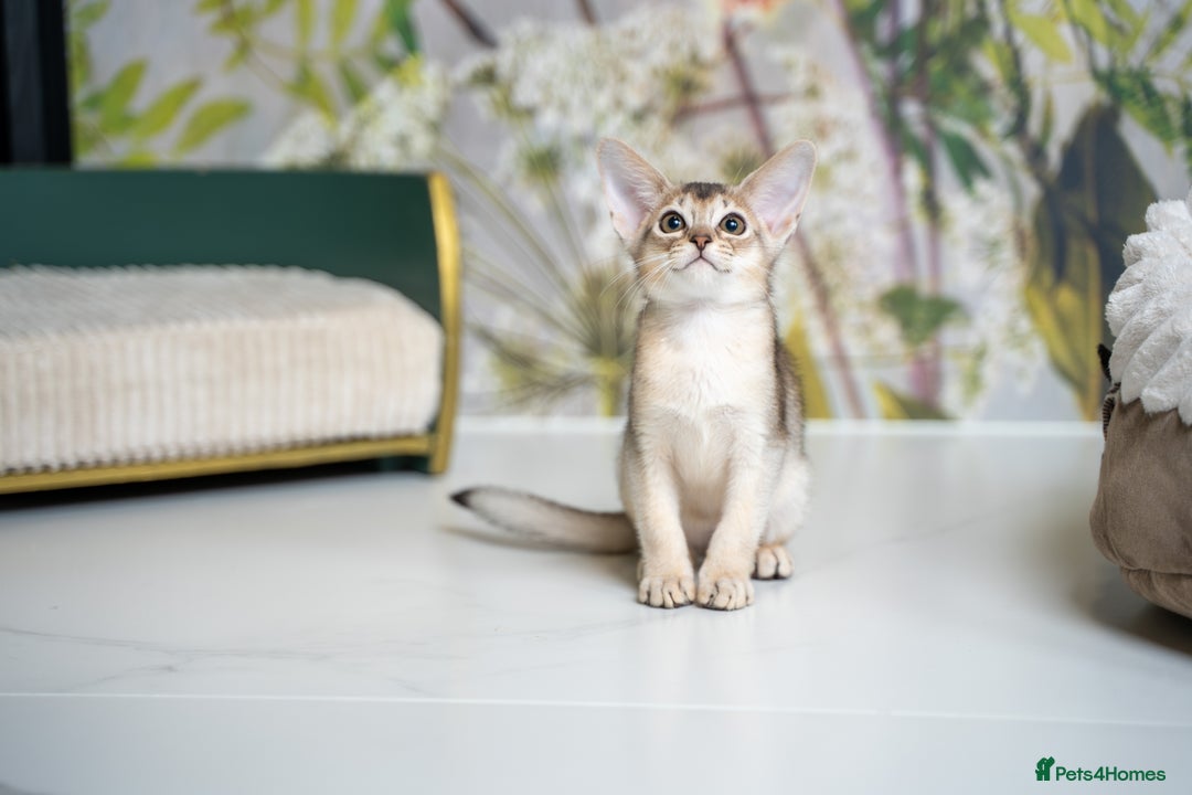 Abyssinian cats for sale: SILVER ABYSSINIAN-Winston-Rare and Exceptional  - Advert 21