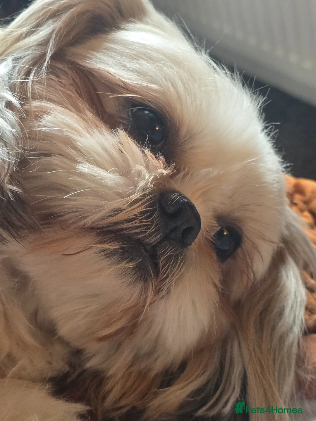 Shih Tzu dogs for sale: Beautiful imperial shih-tzu  in Worcester - Advert 7