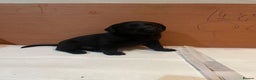 Labrador Retriever dogs for sale: Black Labrador puppies - Advert 5