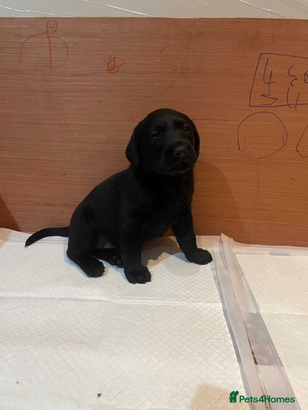Labrador Retriever dogs for sale: Black Labrador puppies - Advert 5