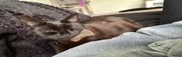 Mixed Breed cats for sale:  Beautiful 10-Month-Old Black Cat  - Advert 5