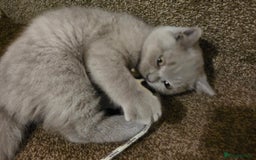 British Shorthair cats for sale: British shorthair  - Image 4