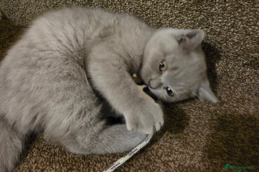 British Shorthair cats for sale: British shorthair  - Image 4