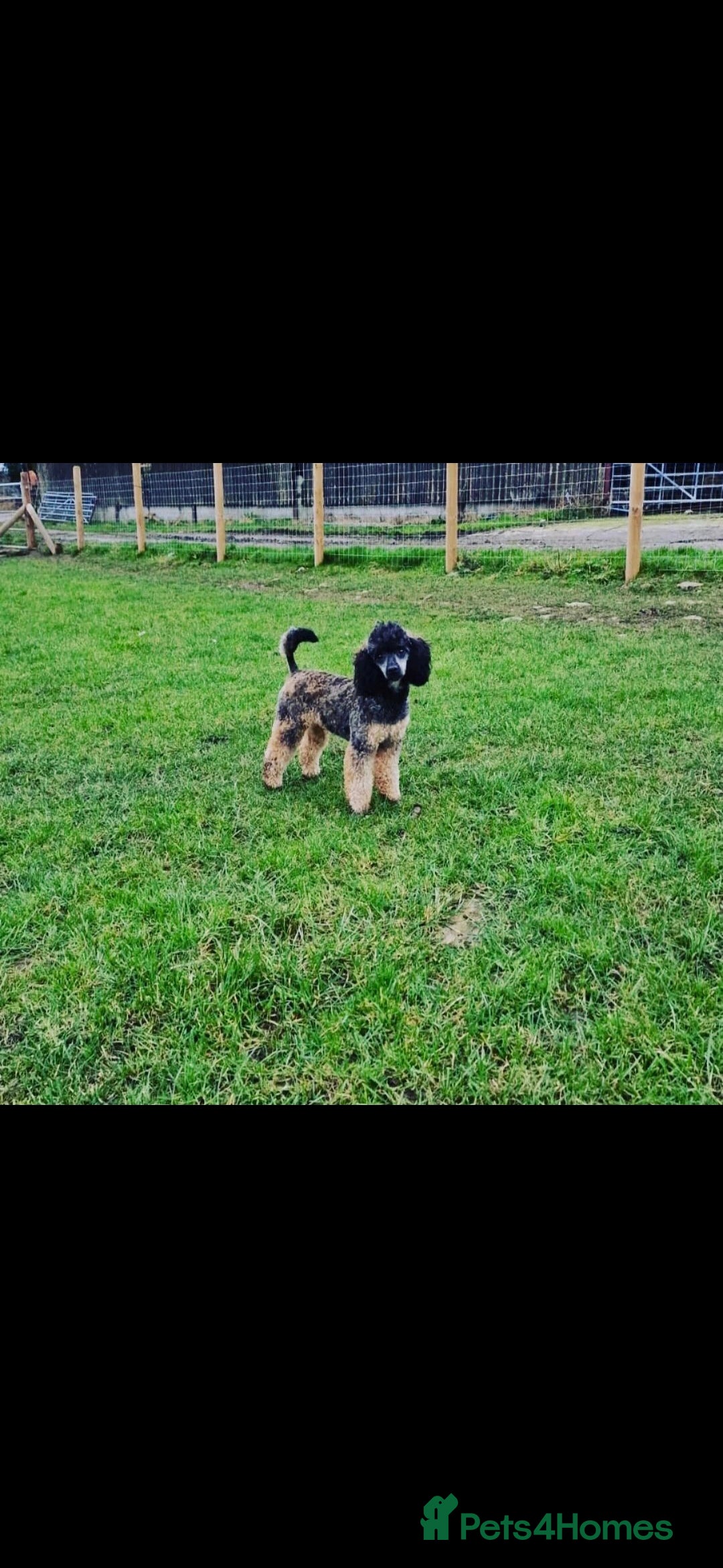 Toy Poodle dogs for sale: Toy Sized Poodles - Ready now - Advert 5