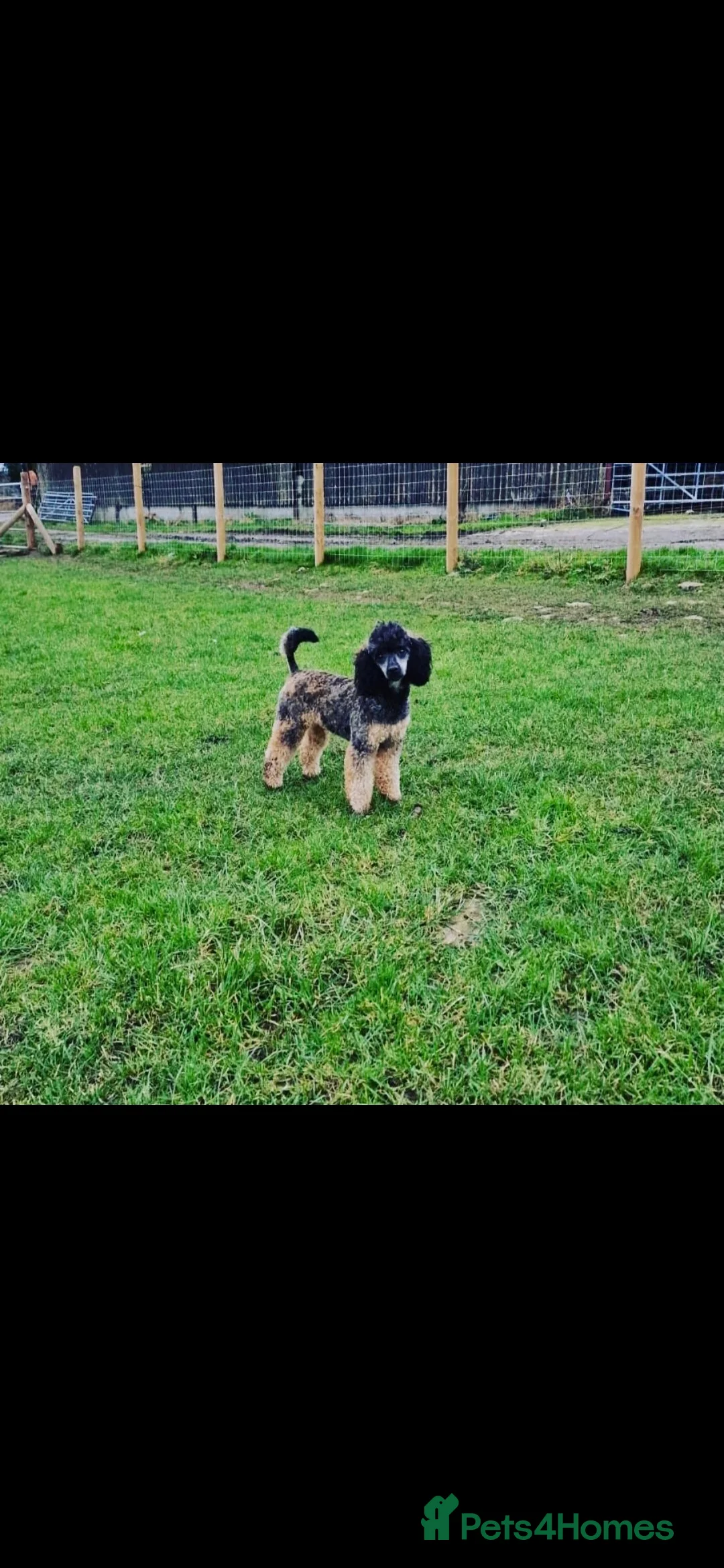 Toy Poodle dogs for sale: Mini merle Poodles - Ready now - Advert 5