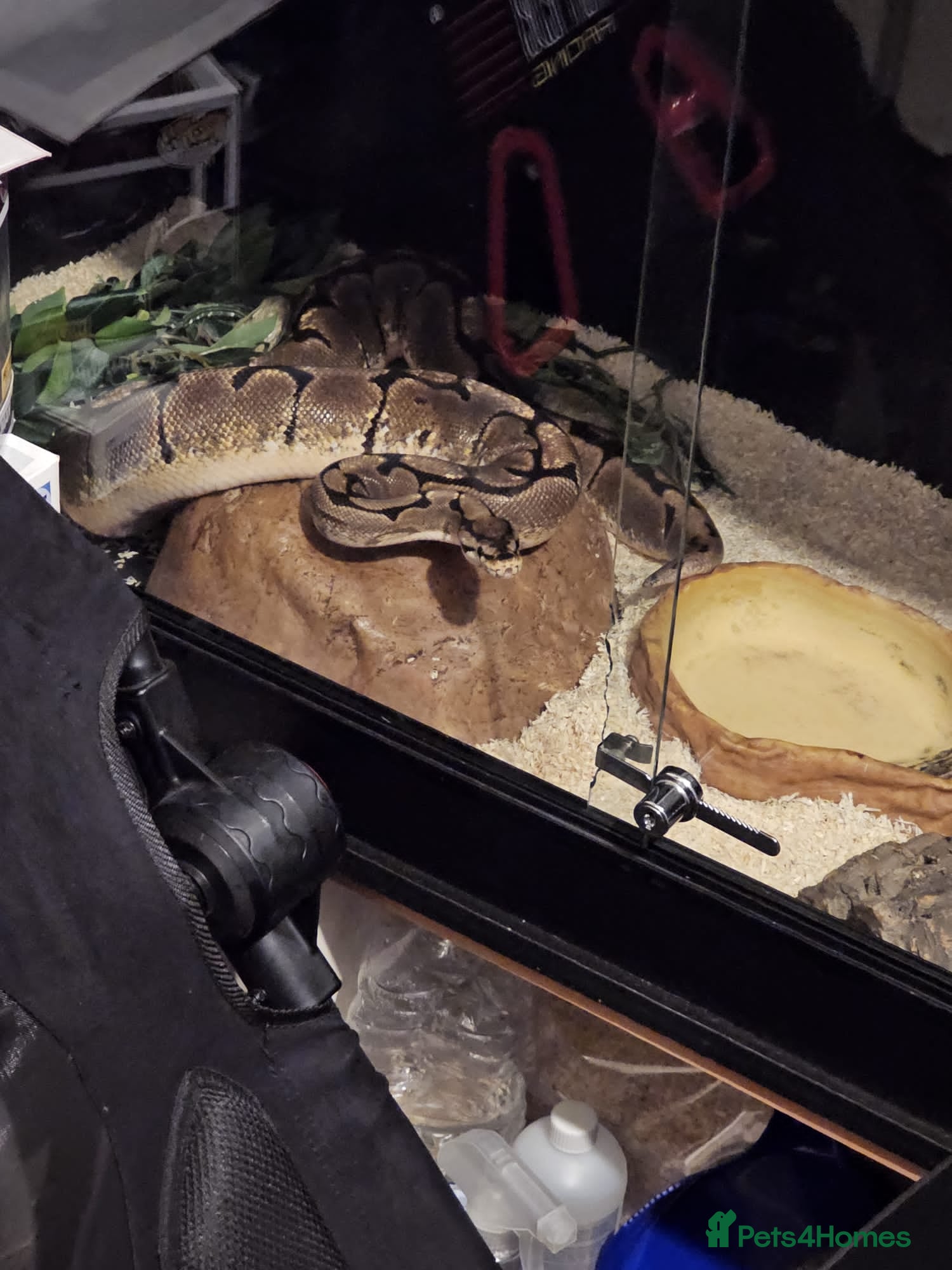 Python Snake reptiles Ball Python with spider gene  - Advert 16