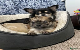 Chihuahua dogs for sale: 🐾Long haired chihuahua pups🐾2 boys💙💙1 girl💜 - Image 9