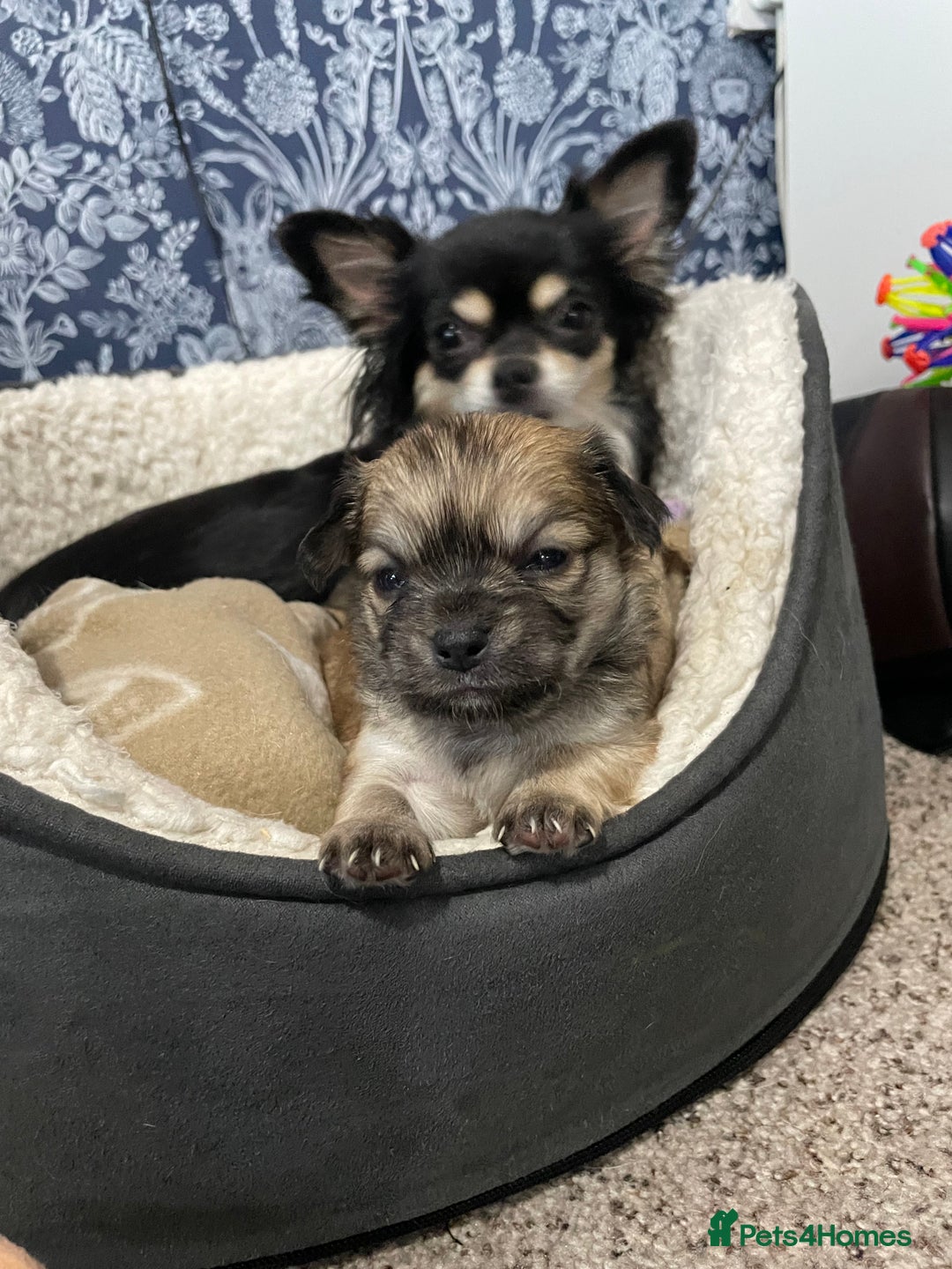 Chihuahua dogs for sale: 🐾Long haired chihuahua pups🐾2 boys💙💙1 girl💜 - Image 9