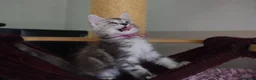 Maine Coon cats for sale: 6 pedigree Mainecoon kittens  - Advert 13