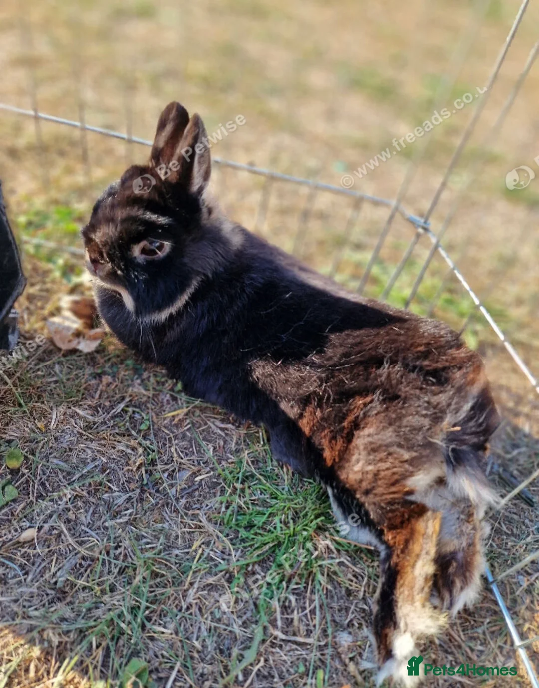 Netherland Dwarf rabbits for sale: Pure Netherlands Doe  - Advert 3