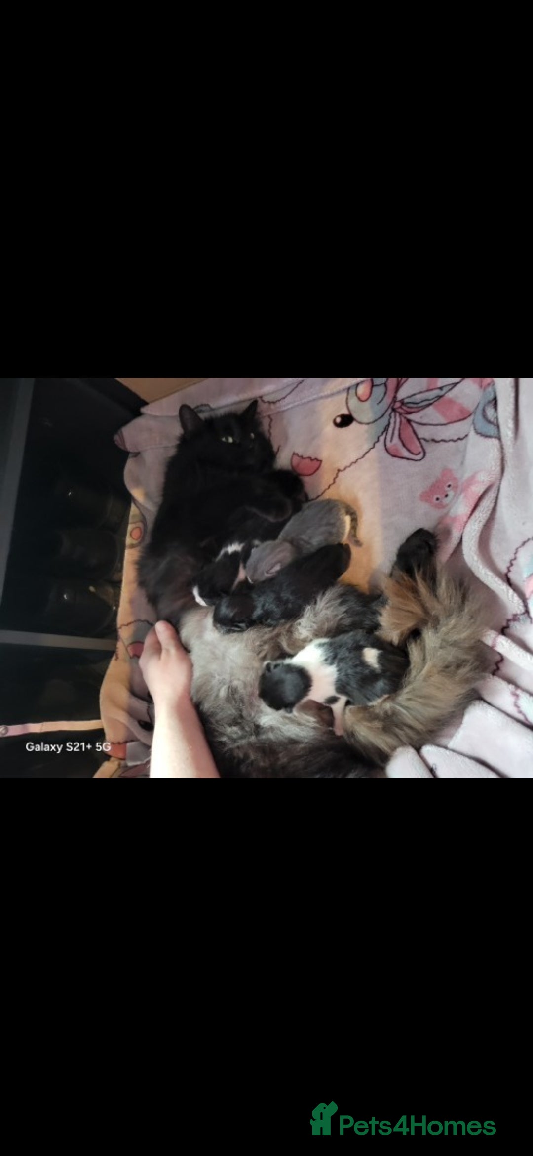 Mixed Breed cats for sale: Beautiful X Mainecoon babies  - Image 16