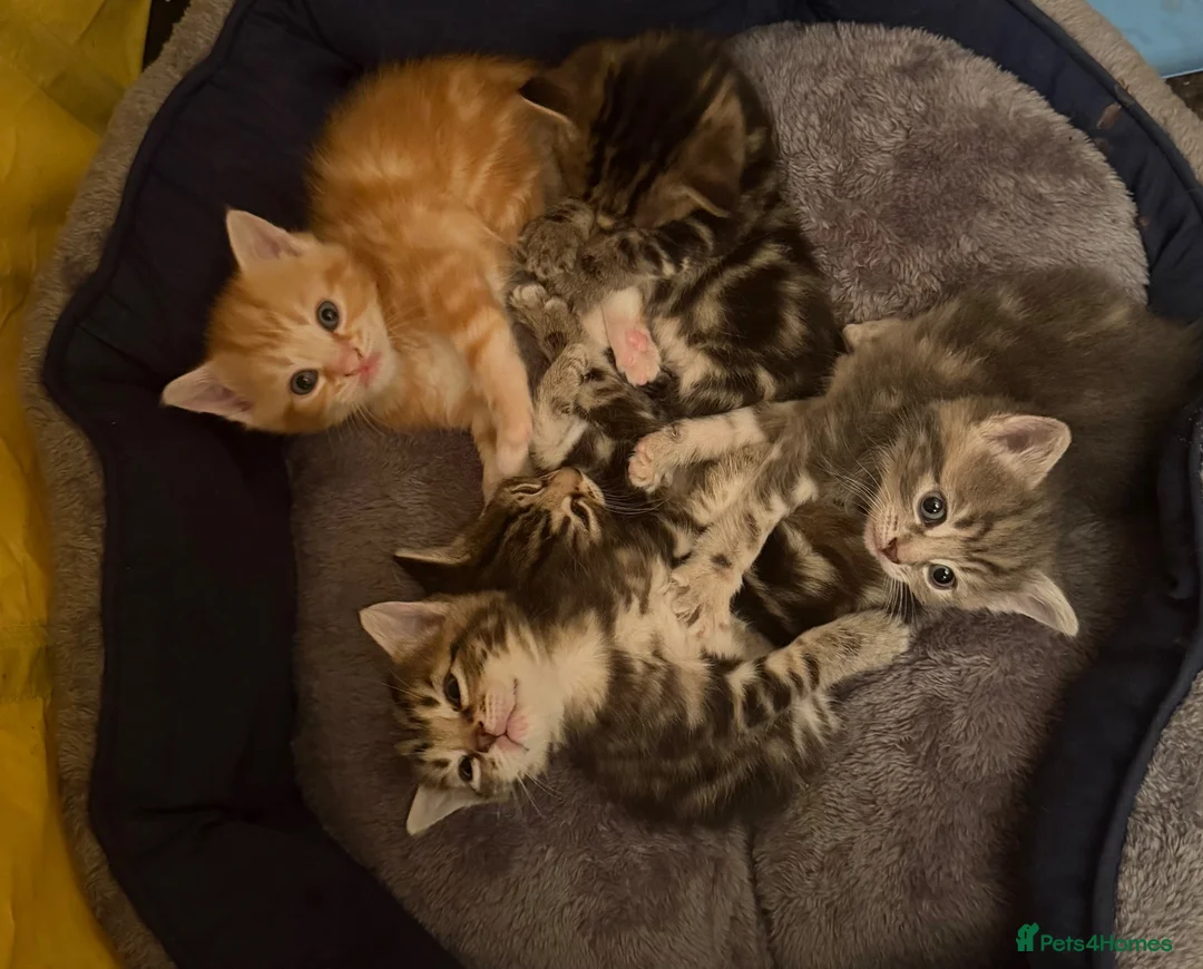 Mixed Breed cats for sale: Beautiful kittens  in Stafford - Advert 4