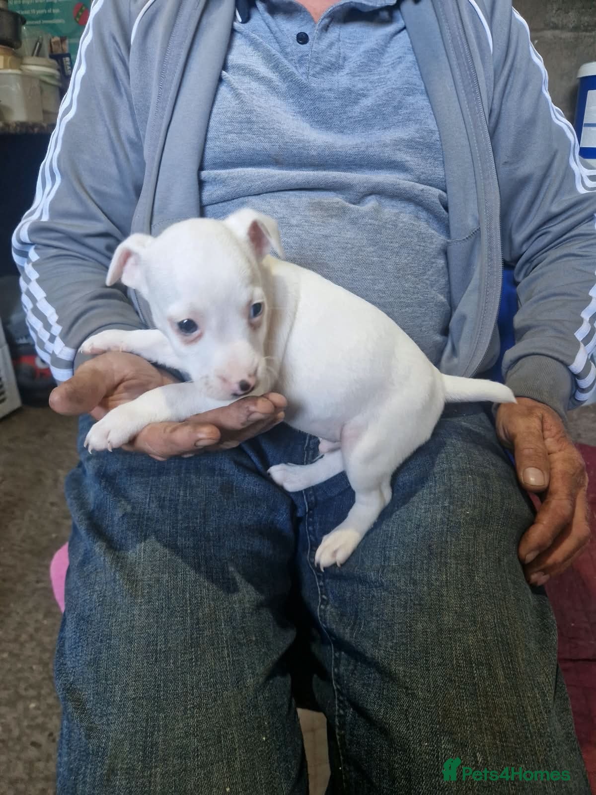 Jack Russell dogs Parson jack russles 1 boys left  - Advert 2
