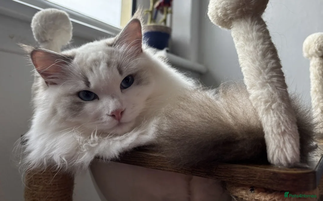 Ragdoll cats for sale: Two The last Boys Pedigree Ragdoll  Available - Advert 4