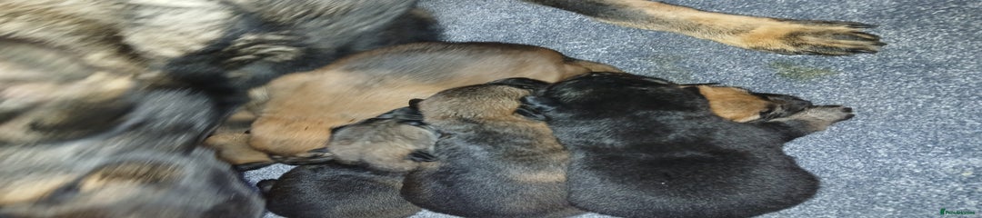 German Shepherd Puppy 3