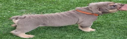 English Bulldog dogs for sale: Rare opportunity- grandpups of Burleybullz Nemesis - Advert 24
