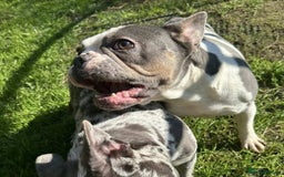 French Bulldog dogs for sale: French Bulldog Girl  - Advert 2