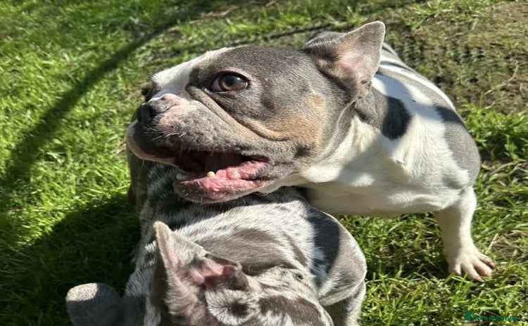 French Bulldog dogs French Bulldog Girl  - Advert 1