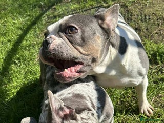 French Bulldog dogs French Bulldog Girl - Advert 1