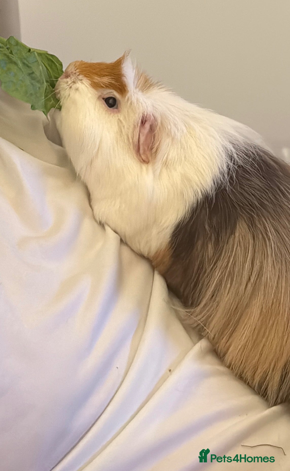 Guinea Pig rodents Guinea pigs for rehoming - Advert 8