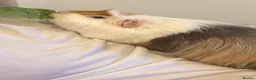 Guinea Pig rodents for sale: Guinea pigs for rehoming - Advert 1