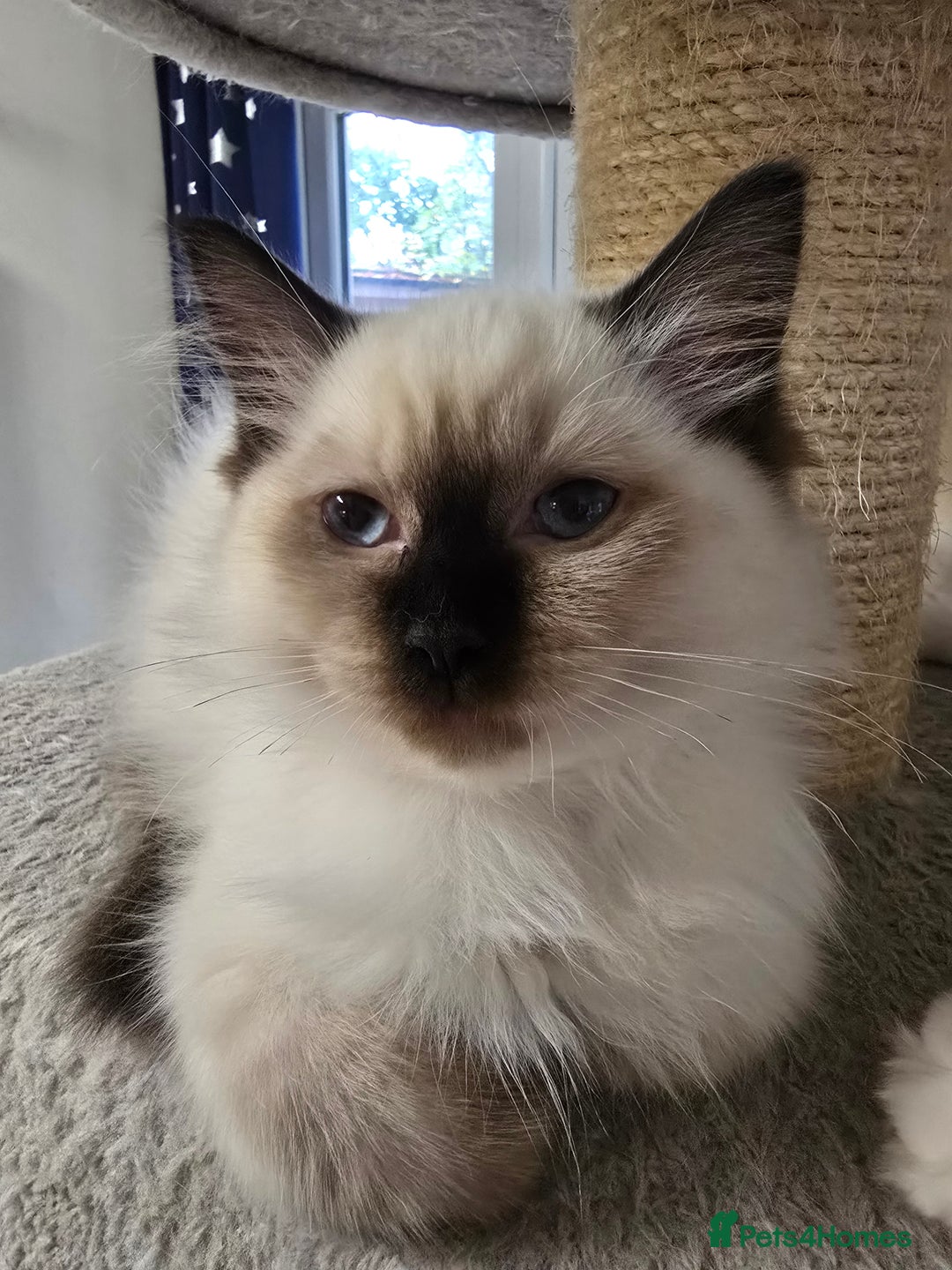Ragdoll cats for sale: Gccf registered little Queens available 🥰 - Advert 32