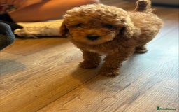 Toy Poodle dogs for sale: RED TOY POODLES - Image 1