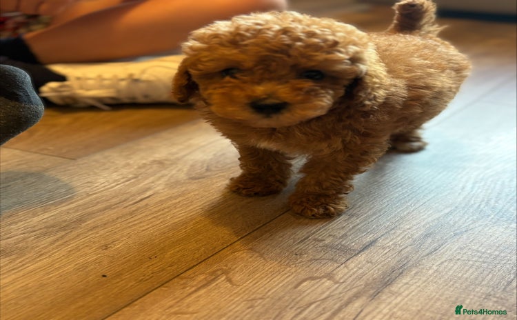 Toy Poodle dogs - Advert 3